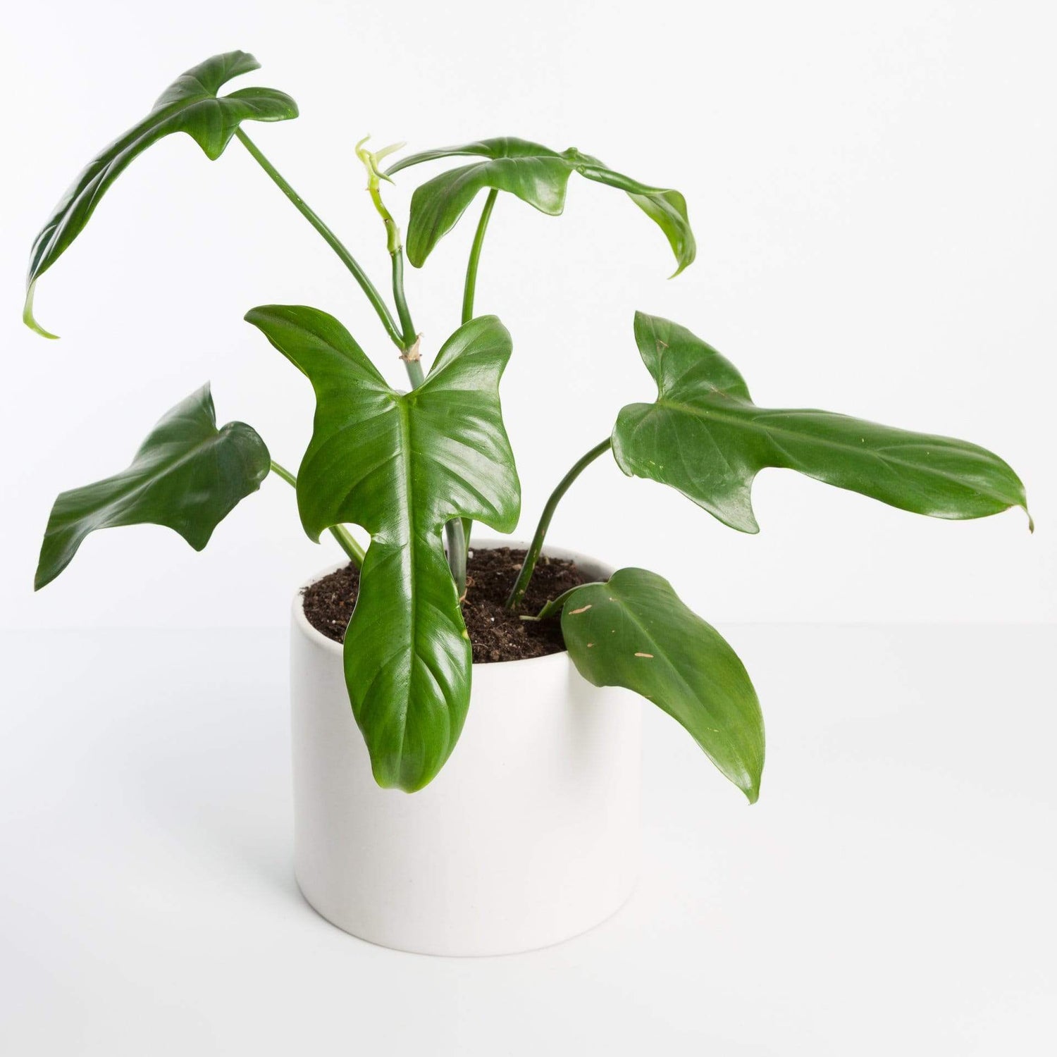 Urban Sprouts Rare Plant 6" in nursery pot Philodendron 'Horse Head'