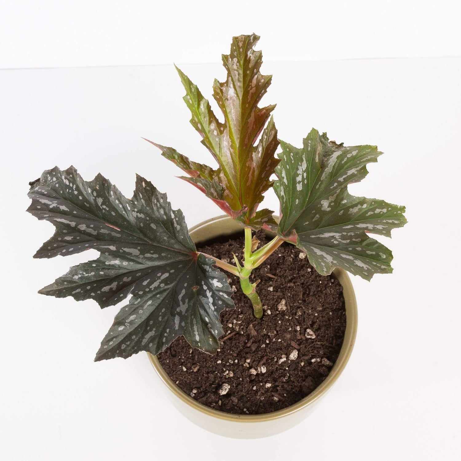Urban Sprouts Rare Plant Begonia Sophie 'Lana'