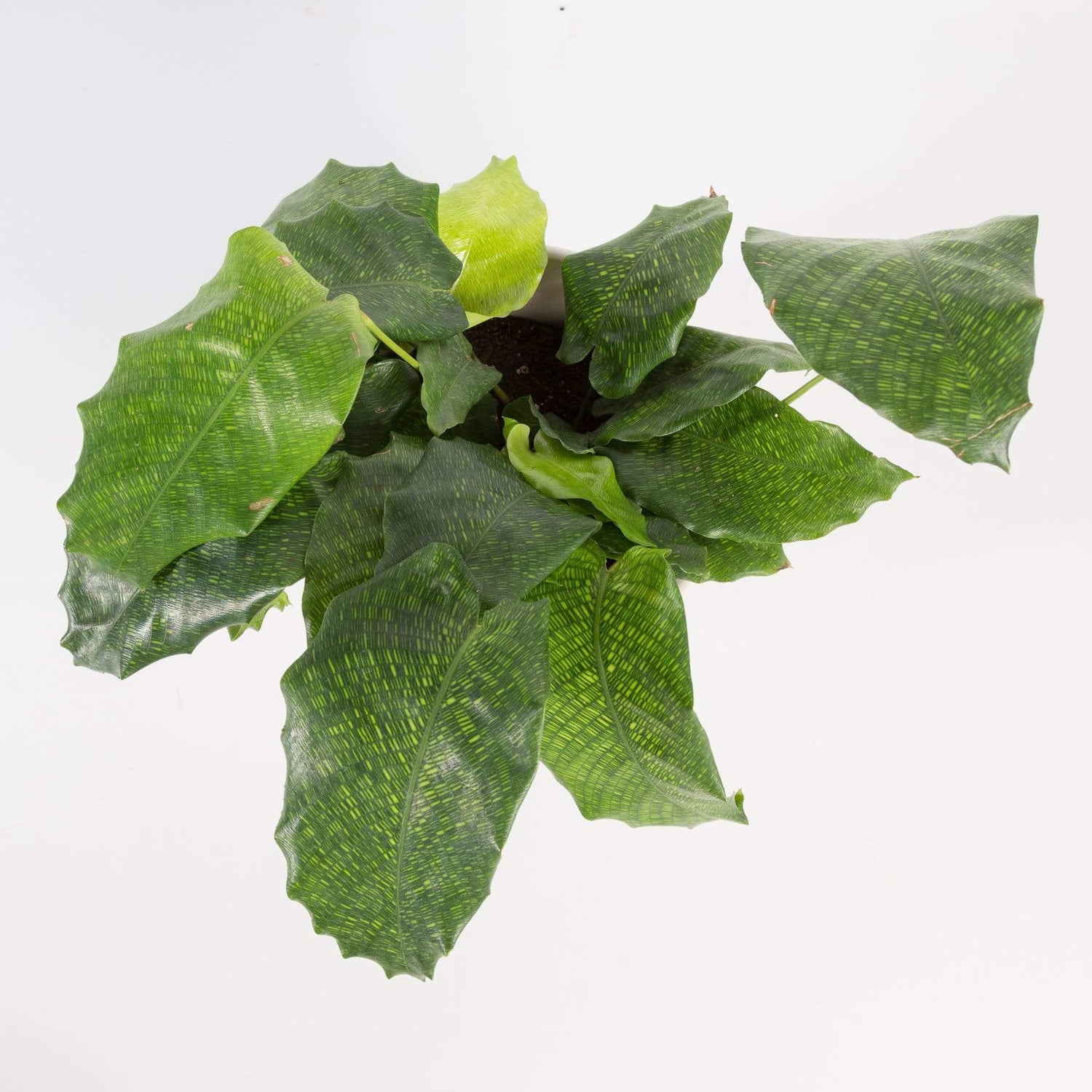 Urban Sprouts Rare Plant Calathea 'Musaica'