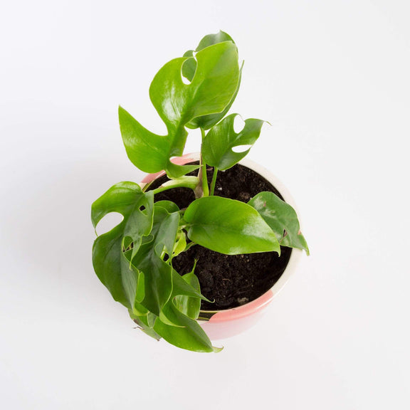 Urban Sprouts Rare Plant Rhaphidophora 'Mini Monstera'