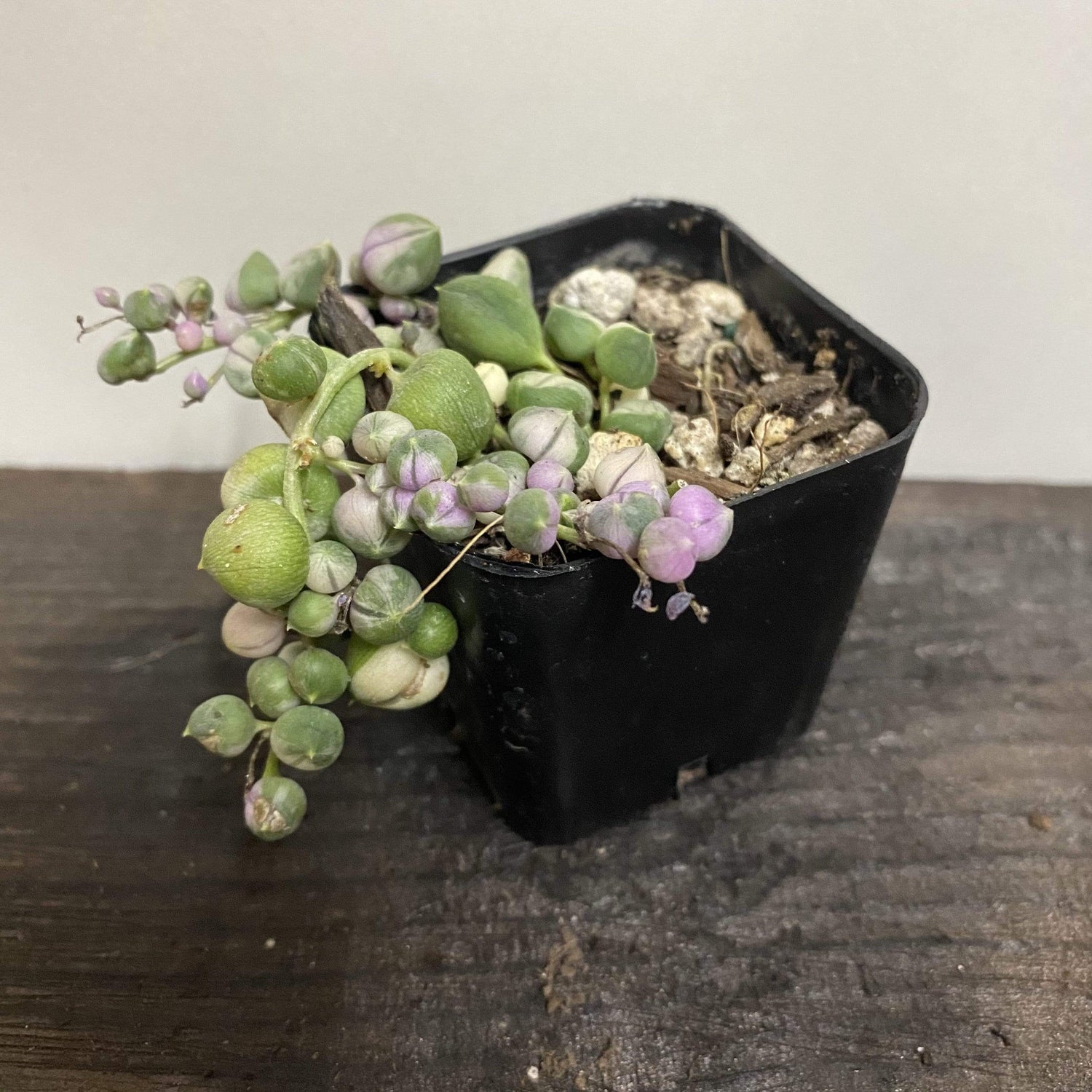 Succulent 'String Of Pearls - Variegated' - Urban Sprouts