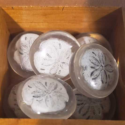 Sand dollar - Urban Sprouts