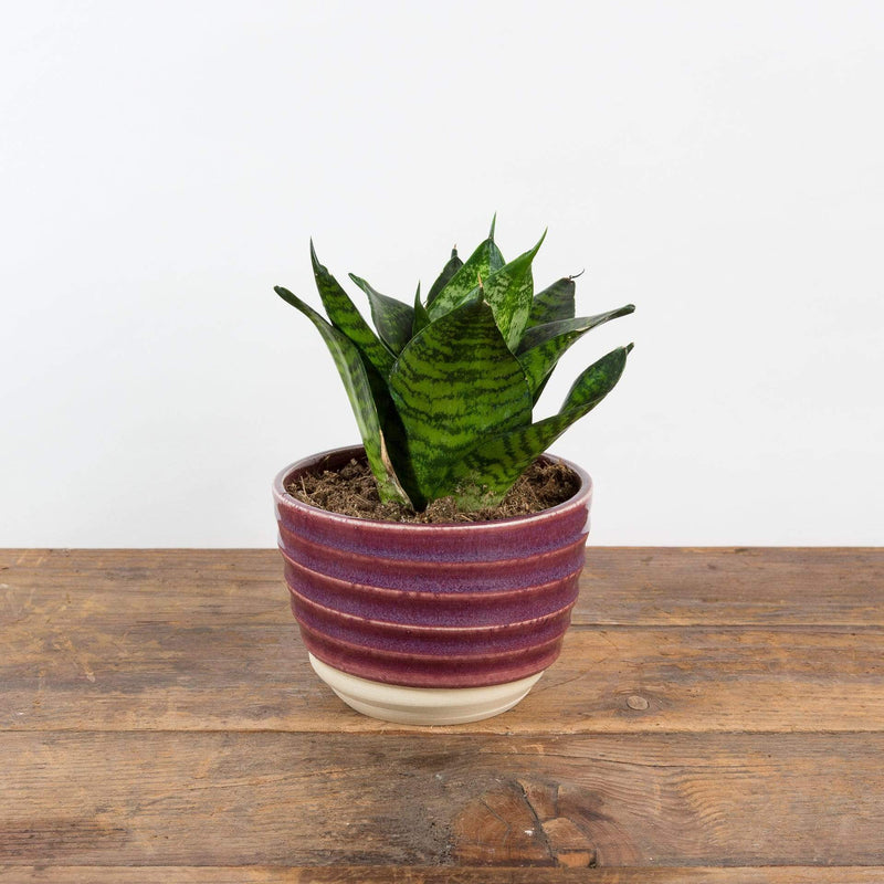Snake Plant 'Tiger Star' - Urban Sprouts
