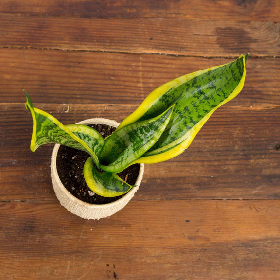 Snake Plant 'Twisted Sister' - Urban Sprouts