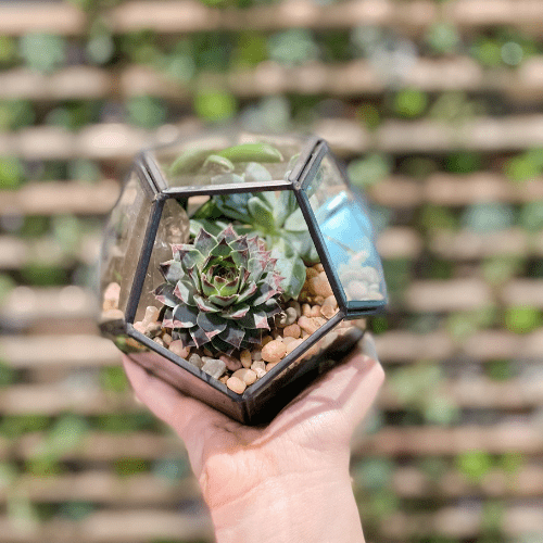 Urban Sprouts Service Terrarium Bar Reservation
