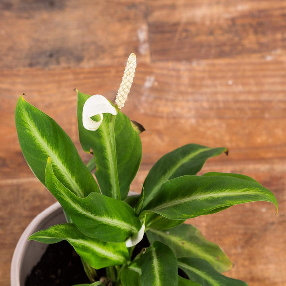 Peace Lily 'White Stripe' - Urban Sprouts