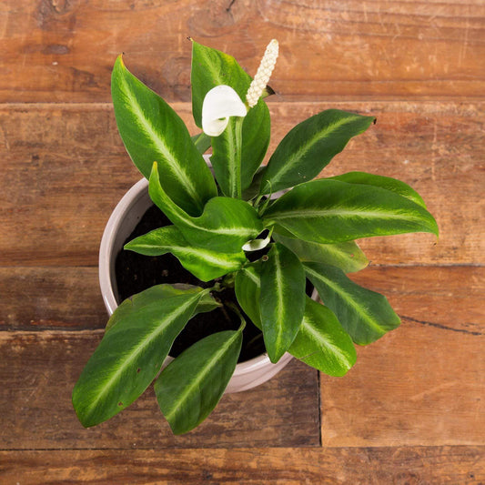 Peace Lily 'White Stripe' - Urban Sprouts