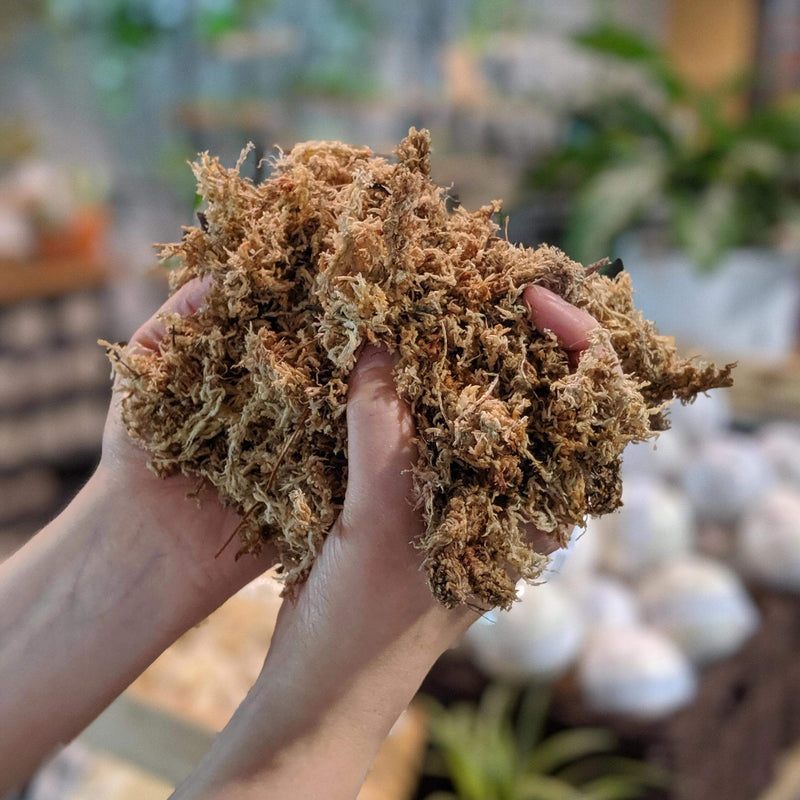 peat moss for baby plants｜TikTok Search