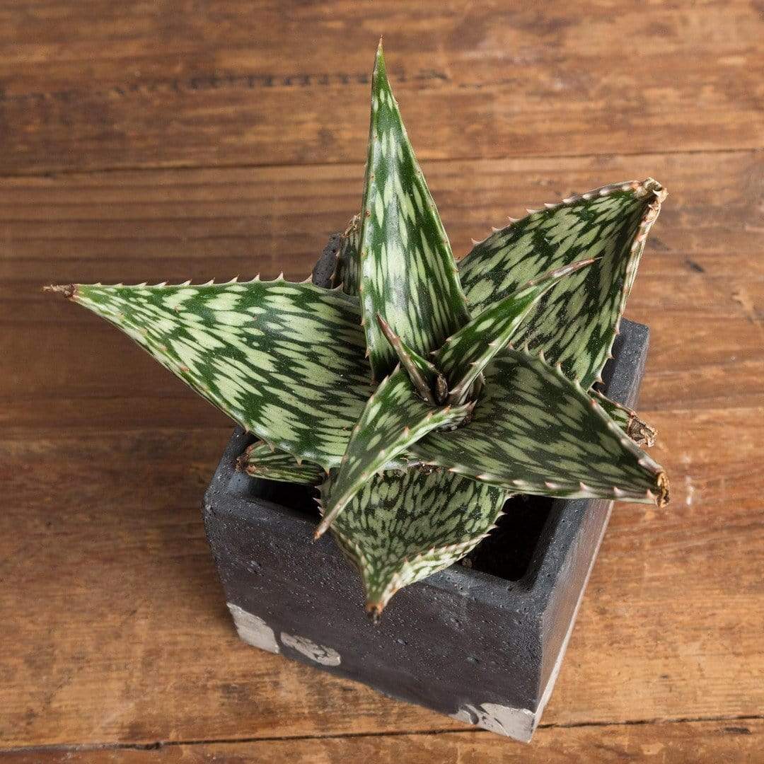 Aloe 'Hemmingii' - Urban Sprouts