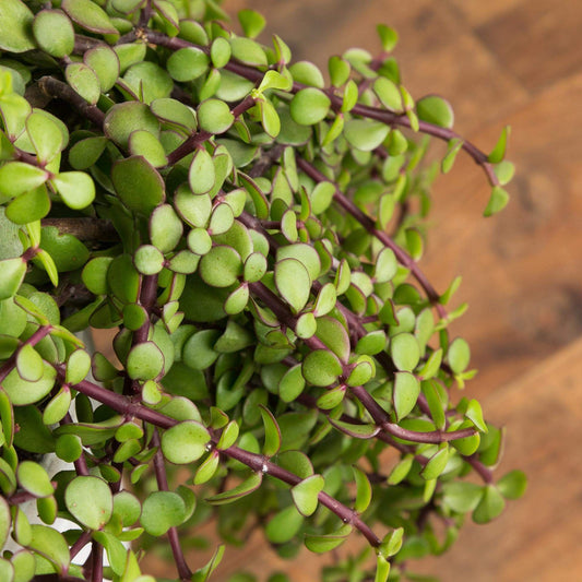 Mini Jade 'Large Leaf' - Urban Sprouts