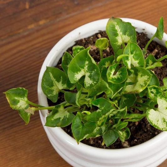 Arrowhead Vine 'Mini Pixie' - Urban Sprouts